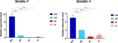 Molecular characterization of Smtdc-1 and Smddc-1 discloses roles as male-competence factors for the sexual maturation of Schistosoma mansoni females